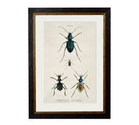 Exceptional Art c.1836 Studies of Beetles - 38 x 50cm - Black - Plate 1