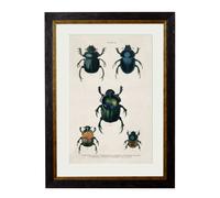 Exceptional Art c.1836 Studies of Beetles - 38 x 50cm - Black - Plate 4
