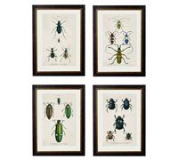 Exceptional Art c.1836 Studies of Beetles - 50 x 70cm - Black - Collection of 4