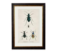 Exceptional Art c.1836 Studies of Beetles - 50 x 70cm - Black - Plate 1