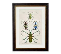 Exceptional Art c.1836 Studies of Beetles - 50 x 70cm - Black - Plate 2