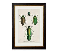 Exceptional Art c.1836 Studies of Beetles - 50 x 70cm - Black - Plate 3