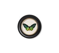 Exceptional Art c.1836 Tropical Butterflies - Round Frames - 44 x 44cm - Black - Birdwing Butterfly