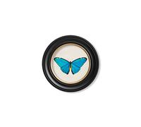 Exceptional Art c.1836 Tropical Butterflies - Round Frames - 44 x 44cm - Black - Blue Morpho Butterfly
