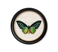 Exceptional Art c.1836 Tropical Butterflies - Round Frames - 70 x 70cm - Black - Birdwing Butterfly
