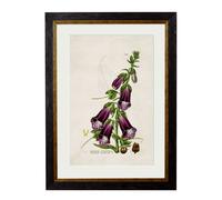 Exceptional Art c.1837 British Flowering Plants - 50 x 70cm - Black - Foxglove