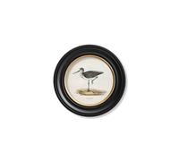 Exceptional Art c.1837's British Coastal Birds - Round - 44 x 44cm - Black - Greenshank