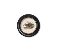 Exceptional Art c.1837's British Game Birds - Round - 44 x 44cm - Black - Woodcock