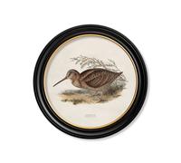 Exceptional Art c.1837's British Game Birds - Round - 70 x 70cm - Black - Woodcock