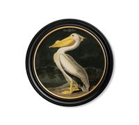 Exceptional Art c.1838 Audubon's Birds of America in Round Frames - 44 x 44cm - Black - American White Pelican
