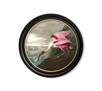 Exceptional Art c.1838 Audubon's Birds of America in Round Frames - 44 x 44cm - Black - Roseate Spoonbill