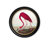 Exceptional Art c.1838 Audubon's Birds of America in Round Frames - 96 x 96cm - Black - American Flamingo