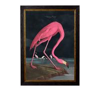 Exceptional Art c.1838 Audubon's Flamingo - Dark - 38 x 50cm - No Mount - Black