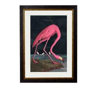Exceptional Art c.1838 Audubon's Flamingo - Dark - 50 x 70cm - With Mount - Black