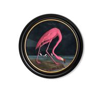Exceptional Art c.1838 Audubon's Flamingo - Dark - Round Frame - 120 x 120cm - Oxford Round