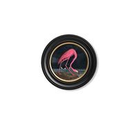 Exceptional Art c.1838 Audubon's Flamingo - Dark - Round Frame - 44 x 44cm - Oxford Round