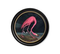 Exceptional Art c.1838 Audubon's Flamingo - Dark - Round Frame - 70 x 70cm - Oxford Round