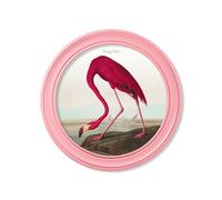 Exceptional Art c.1838 Audubon's Flamingo in Pink Frame - 120 x 120cm - Oxford Round
