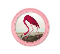Exceptional Art c.1838 Audubon's Flamingo in Pink Frame - 96 x 96cm - Oxford Round