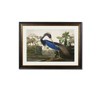 Exceptional Art c.1838 Audubon's Herons - 38 x 50cm - Mount - Louisiana Heron