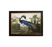 Exceptional Art c.1838 Audubon's Herons - 50 x 70cm - No Mount - Louisiana Heron