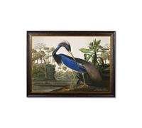 Exceptional Art c.1838 Audubon's Herons - 95 x 135cm - No Mount - Louisiana Heron