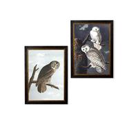 Exceptional Art c.1838 Audubon's Owls - 50 x 70cm - Black - Cinereous Owl