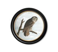 Exceptional Art c.1838 Audubon's Owls - Round Frame - 120 x 120cm - Black - Cinereous Owl