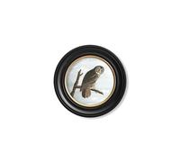 Exceptional Art c.1838 Audubon's Owls - Round Frame - 44 x 44 cm - Black - Cinereous Owl