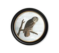 Exceptional Art c.1838 Audubon's Owls - Round Frame - 70 x 70cm - Black - Cinereous Owl