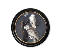 Exceptional Art c.1838 Audubon's Owls - Round Frame - 70 x 70cm - Black - Snowy Owl