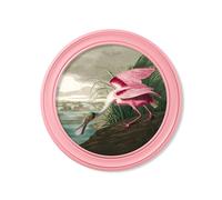 Exceptional Art c.1838 Audubon's Spoonbill in Pink Frame - 70 x 70cm - Oxford Round