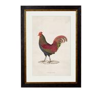 Exceptional Art c.1838 Junglefowl - 38 x 50cm - Black - Left Facing Junglefowl