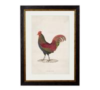 Exceptional Art c.1838 Junglefowl - 50 x 70cm - Black - Left Facing Junglefowl