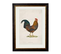 Exceptional Art c.1838 Junglefowl - 50 x 70cm - Black - Right Facing Junglefowl
