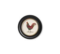 Exceptional Art c.1838 Junglefowl in Round Frames - 44 x 44cm - Black - Left Facing Junglefowl