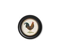 Exceptional Art c.1838 Junglefowl in Round Frames - 44 x 44cm - Black - Right Facing Junglefowl