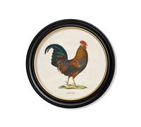 Exceptional Art c.1838 Junglefowl in Round Frames - 70 x 70cm - Black - Right Facing Junglefowl