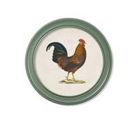Exceptional Art c.1838 Junglefowl in Round Frames Green - 70 x 70cm - Green - Right Facing Junglefowl