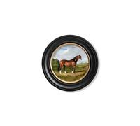 Exceptional Art c.1840 Horses - Round Frame - 44 x 44cm - Black - Horse Looking Right