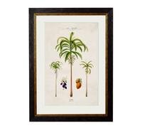 Exceptional Art c.1843 Studies of South American Palm Trees - 38 x 50cm - Black - Areca Palms