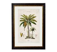 Exceptional Art c.1843 Studies of South American Palm Trees - 38 x 50cm - Black - Banana Palm