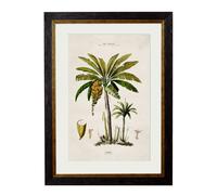 Exceptional Art c.1843 Studies of South American Palm Trees - 50 x 70cm - Black - Banana Palm