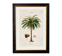 Exceptional Art c.1843 Studies of South American Palm Trees - 50 x 70cm - Black - Macaw Palm