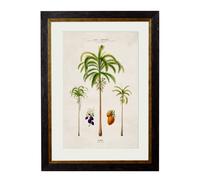 Exceptional Art c.1843 Studies of South American Palm Trees - 70 x 95cm - Black - Areca Palms