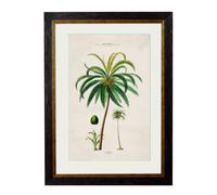Exceptional Art c.1843 Studies of South American Palm Trees - 70 x 95cm - Black - Coconut Palm
