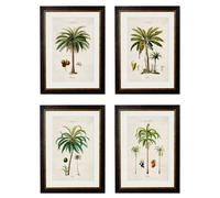 Exceptional Art c.1843 Studies of South American Palm Trees - 70 x 95cm - Black - Collection of 4