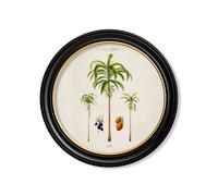 Exceptional Art c.1843 Studies of South American Palm Trees in Round Frames - 70 x 70cm - Black - Areca Palms