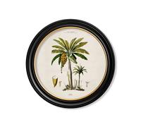 Exceptional Art c.1843 Studies of South American Palm Trees in Round Frames - 70 x 70cm - Black - Banana Palm