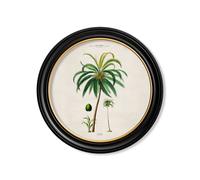 Exceptional Art c.1843 Studies of South American Palm Trees in Round Frames - 70 x 70cm - Black - Coconut Palm